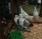 Gołębie Czajka Saksońska