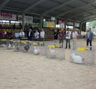 Drób - Szepietowo 2012 XIX Regionalna Wystawa Zwierząt Hodowlanych - 11