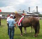 Konie - Szepietowo 2012 XIX Regionalna Wystawa Zwierząt Hodowlanych - 11