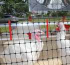 Pierwsze dni indyka w Koźminku