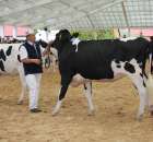 VII Ogólnopolska Wystawa Bydła Hodowlanego - 50