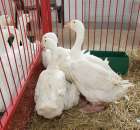 Drób - Szepietowo 2012 XIX Regionalna Wystawa Zwierząt Hodowlanych - 27