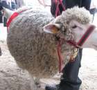 Owce - Szepietowo 2012 XIX Regionalna Wystawa Zwierząt Hodowlanych - 23