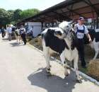 Bydło - Szepietowo 2012 XIX Regionalna Wystawa Zwierząt Hodowlanych - 41