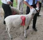 Owce - Szepietowo 2012 XIX Regionalna Wystawa Zwierząt Hodowlanych - 30