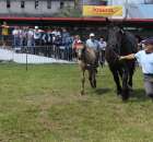 Konie - Szepietowo 2012 XIX Regionalna Wystawa Zwierząt Hodowlanych - 8