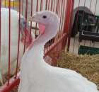 Drób - Szepietowo 2012 XIX Regionalna Wystawa Zwierząt Hodowlanych - 48