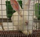 Królik Popielniański Biały