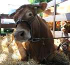 Bydło - Szepietowo 2012 XIX Regionalna Wystawa Zwierząt Hodowlanych - 28