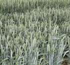 Zielone Agro Show Kąkolewo - Polskie Zboża  - 36