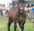 Konie - Szepietowo 2012 XIX Regionalna Wystawa Zwierząt Hodowlanych - 25