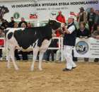 VII Ogólnopolska Wystawa Bydła Hodowlanego - 37