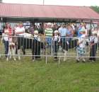 Bydło - Szepietowo 2012 XIX Regionalna Wystawa Zwierząt Hodowlanych - 59