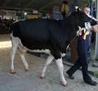 Bydło - Szepietowo 2012 XIX Regionalna Wystawa Zwierząt Hodowlanych - 76