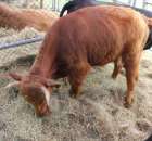 XX Targi Rolnicze Lubniewice