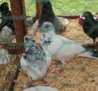 Gołębie Budapesztańskie