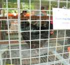 Kurki Austrolop Czarny