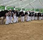 Prezentacja Championów na VII Ogólnopolskiej Wystawie Bydła Hodowlanego w Sielinku 2012 - 30