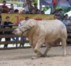 Bydło - Szepietowo 2012 XIX Regionalna Wystawa Zwierząt Hodowlanych - 62