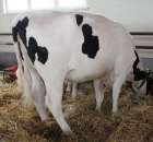 VII Ogólnopolska Wystawa Bydła Hodowlanego - 149