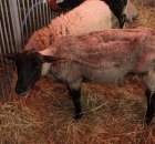 XX Targi Rolnicze Lubniewice