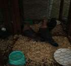 Gołębie Gile Złociste