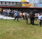 Konie - Szepietowo 2012 XIX Regionalna Wystawa Zwierząt Hodowlanych - 7