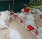 Pierwsze dni indyka w Koźminku