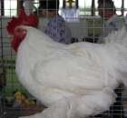 Drób - Szepietowo 2012 XIX Regionalna Wystawa Zwierząt Hodowlanych - 20