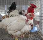 Drób - Szepietowo 2012 XIX Regionalna Wystawa Zwierząt Hodowlanych - 31