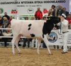 VII Ogólnopolska Wystawa Bydła Hodowlanego - 36