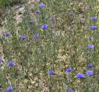 Polskie Zboża 2011 - Sobota