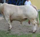 Bydło - Szepietowo 2012 XIX Regionalna Wystawa Zwierząt Hodowlanych - 58