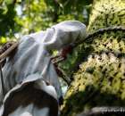 Bartnik wspinający się po miód na drzewie