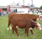 Bydło - Szepietowo 2012 XIX Regionalna Wystawa Zwierząt Hodowlanych - 56