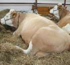 VII Ogólnopolska Wystawa Bydła Hodowlanego - 174