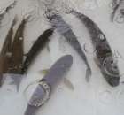 Foto reportaż z Targów Rolno-Ogrodnicze AGROMARSZ Marszew 2011