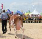 Nagordy dla superchampionów i championów  - 79