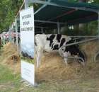 Wystawa Bydła Mlecznego