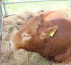 XX Targi Rolnicze Lubniewice