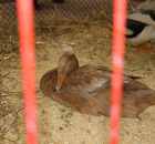 Foto reportaż z Międzynarodowych Targów Hodowli Zwierząt FARMA