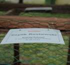 Gołębie Czylik Rostowski