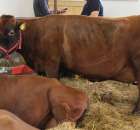 VII Ogólnopolska Wystawa Bydła Hodowlanego - 177