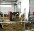 Czarbule i ich Nowa Obora