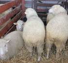 Owce - Szepietowo 2012 XIX Regionalna Wystawa Zwierząt Hodowlanych - 3