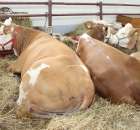 VII Ogólnopolska Wystawa Bydła Hodowlanego - 173