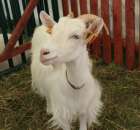 IZOO Balice dzień drugi  - 31