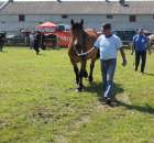 Konie - Szepietowo 2012 XIX Regionalna Wystawa Zwierząt Hodowlanych - 2