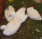 Gęś biała Kołudzka