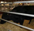 Foto reportaż z Międzynarodowych Targów Hodowli Zwierząt FARMA